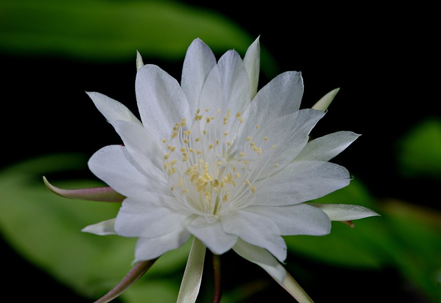 夜之花的女王 花 植物 - 上的免费照片