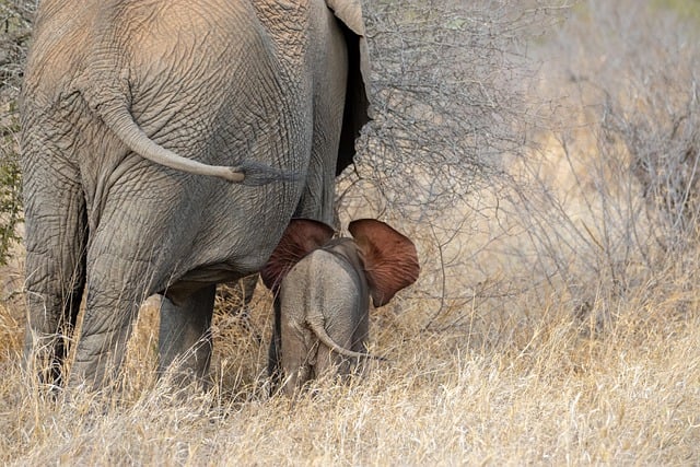 非洲 大象 小象 - 上的免费照片