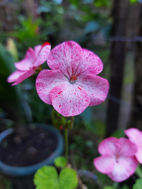 植物杰罗姆 花杰罗姆 花朵 - 上的免费照片