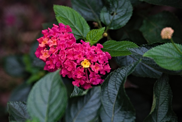 西印度马Lan丹 花朵 植物 - 上的免费照片