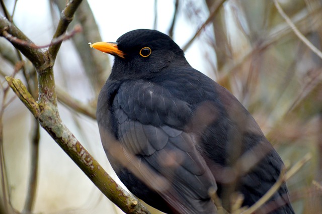 黑鸟 鸟 鸟类学 - 上的免费照片