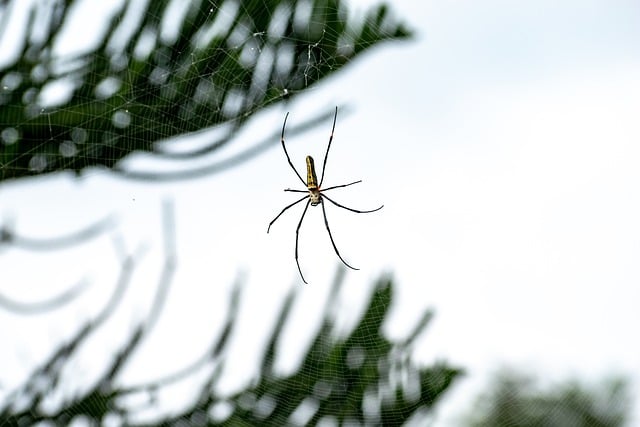 蜘蛛 蛛形纲动物 蜘蛛网 - 上的免费照片