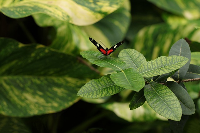 蝴蝶 昆虫 翅膀 Heliconius - 上的免费照片