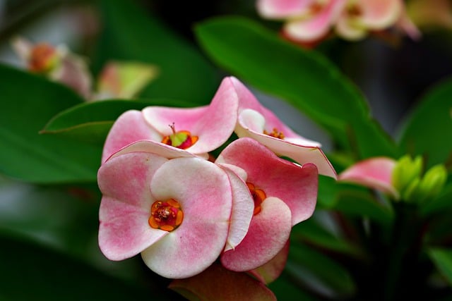 荆棘的冠冕 花朵 植物 - 上的免费照片