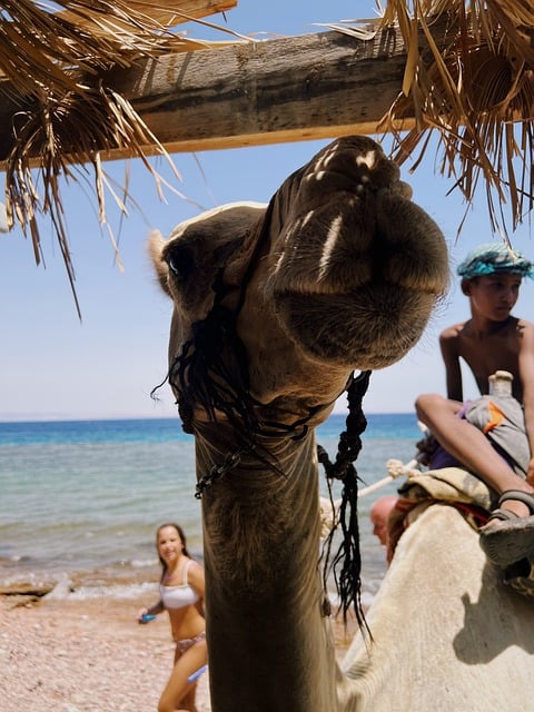 骆驼 埃及 达哈卜 - 上的免费照片