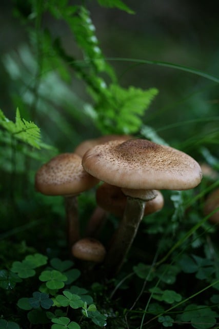 蘑菇 蜜环菌 森林地面 - 上的免费照片