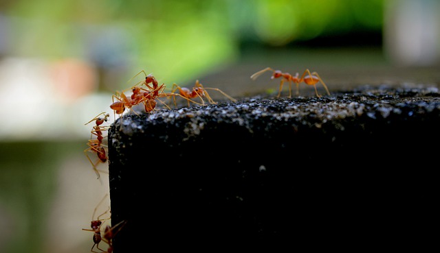 蚂蚁 火蚁 红蚂蚁 - 上的免费照片