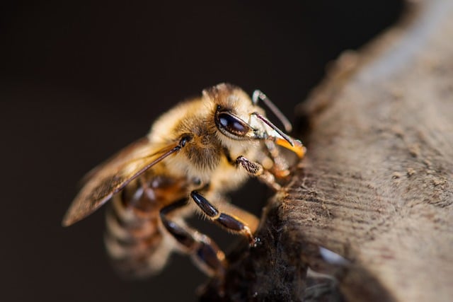 西方蜜蜂 蜜蜂 卡尼卡 - 上的免费照片