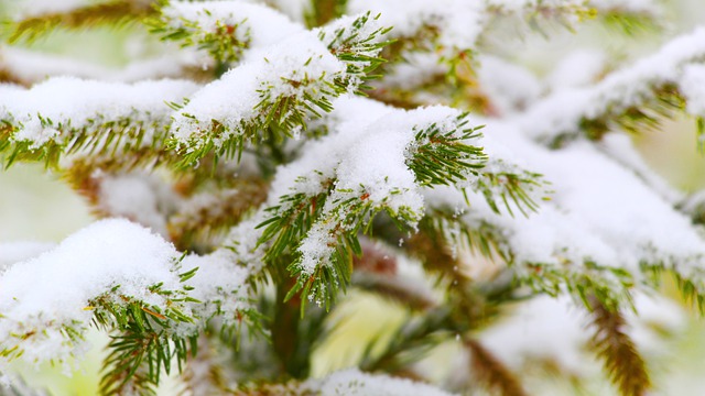 云杉 伊格拉克 雪 - 上的免费照片