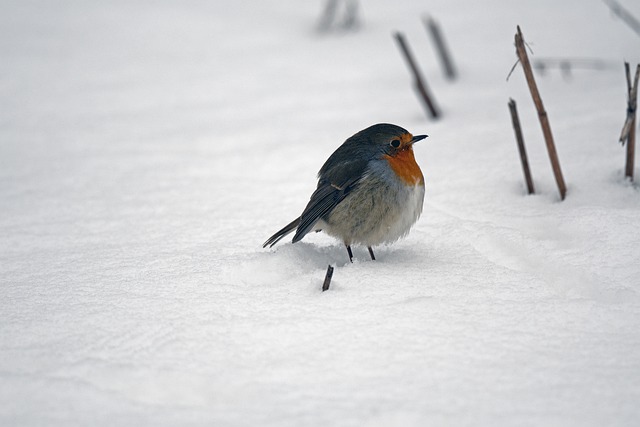 鸟 罗宾 雪 - 上的免费照片