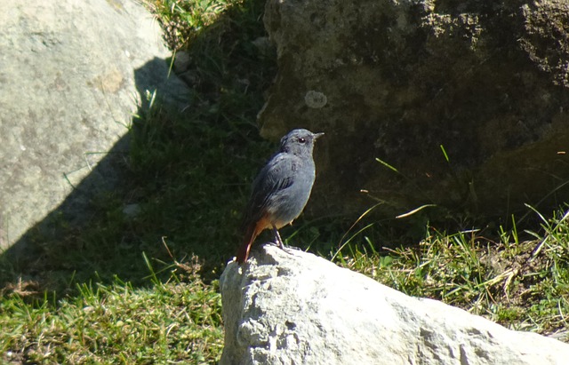 铅水 Redstart 鸟 动物 - 上的免费照片