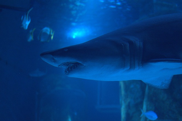 鲨鱼 白鲨 动物 - 上的免费照片