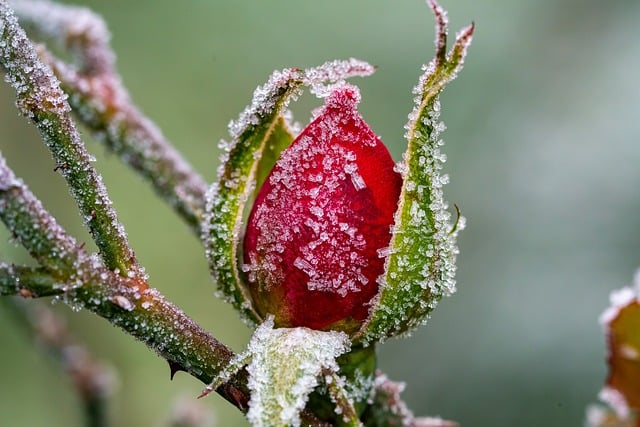 玫瑰 玫瑰花蕾 花蕾 - 上的免费照片