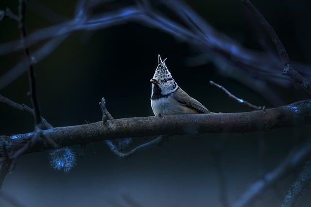 欧洲凤头山雀 鸟 自然 - 上的免费照片