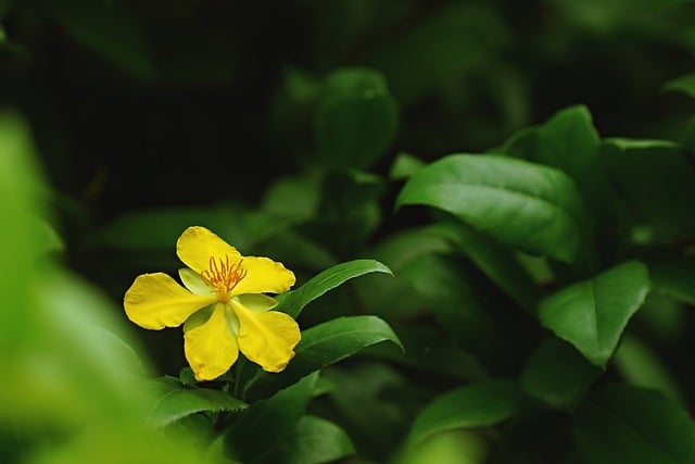 超精液 黄花 花园 - 上的免费照片