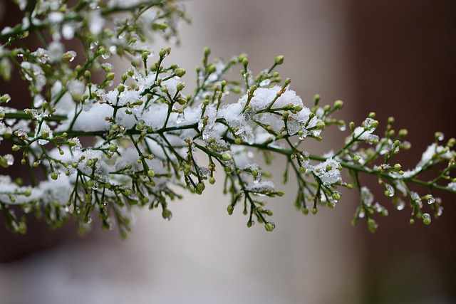 天竹 南丁 雪 - 上的免费照片