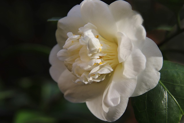茶花 山茶花 白色的花 - 上的免费照片