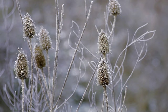 Teasels 蓟 续断 - 上的免费照片