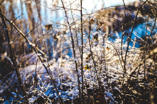 有关下落, 光, 冬季的免费素材图片