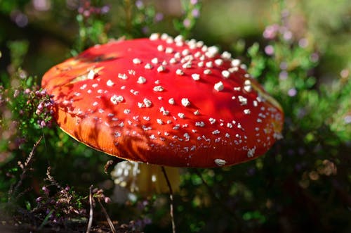 白天的红色真菌 · 免费素材图片
