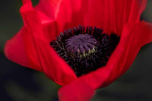 红罂粟花朵的特写摄影 · 免费素材图片