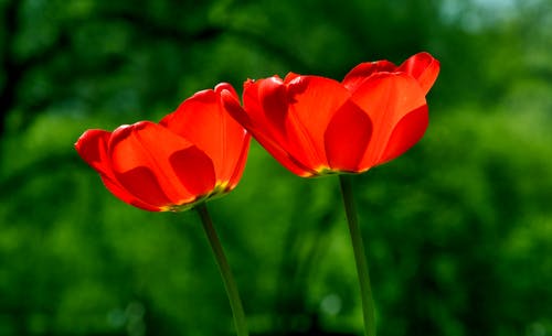 盛开的两个红色郁金香的选择性焦点照片 · 免费素材图片