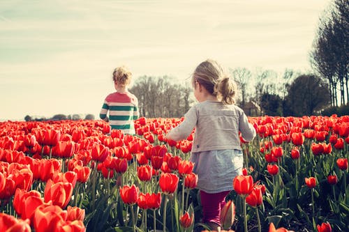 2个孩子在蓝蓝的天空下的红色郁金香花园上行走 · 免费素材图片
