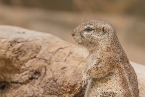 白天白天站在地面上的棕色猫鼬 · 免费素材图片