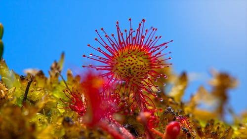 白天黄色红色的花 · 免费素材图片