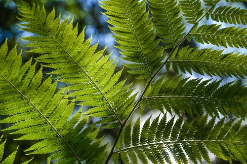 绿叶植物特写照片 · 免费素材图片