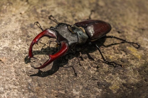 棕甲虫 · 免费素材图片