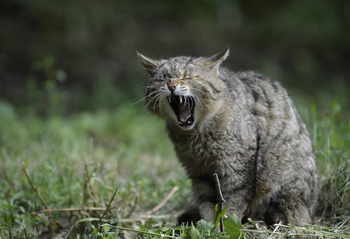 棕色虎斑猫 · 免费素材图片