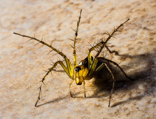 黑色和黄色arachnia · 免费素材图片