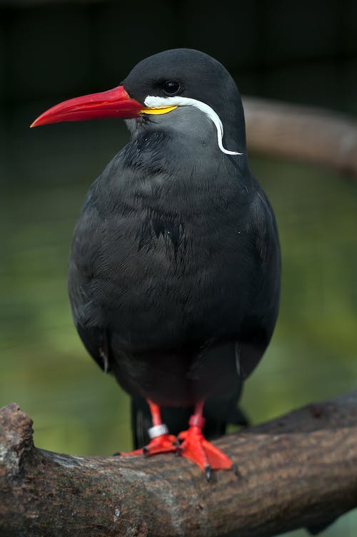 黑色和红色的鸟，白天栖息在棕色的树干上 · 免费素材图片