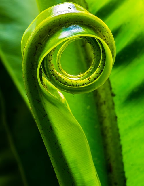 绿叶植物特写摄影 · 免费素材图片