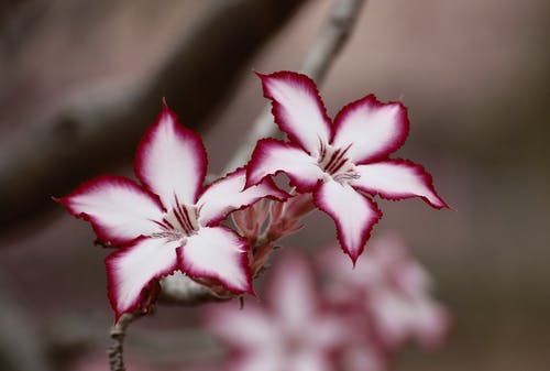 白色和粉红色的花朵的宏观照片 · 免费素材图片