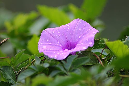 白天，紫色的花瓣被绿色的植物包围 · 免费素材图片