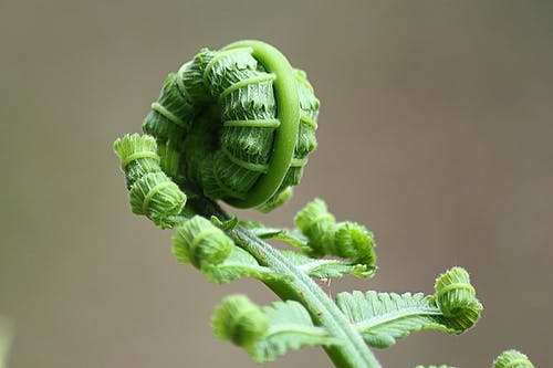 绿色植物新芽 · 免费素材图片