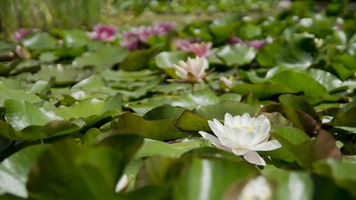 红色和粉红色的花朵 · 免费素材图片