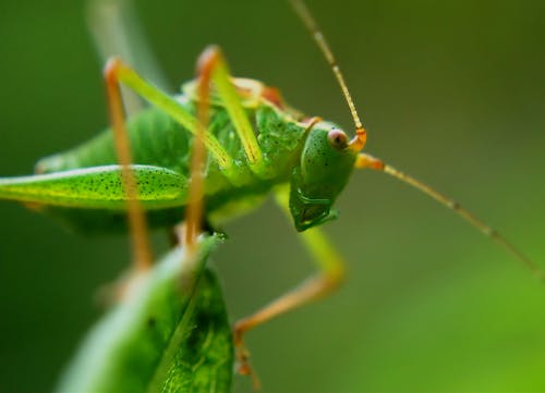 绿色蚱hopper特写照片 · 免费素材图片