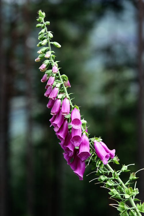 紫色花植物 · 免费素材图片