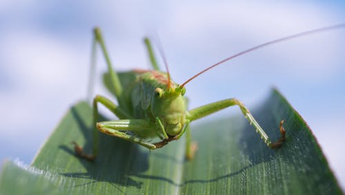 绿叶植物上的绿色蚱hopper · 免费素材图片