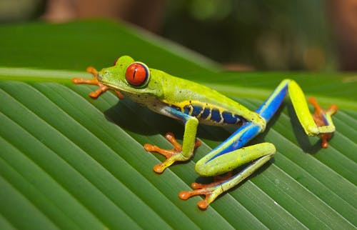 绿色，蓝色，黄色和橙色的青蛙，在绿色的叶子 · 免费素材图片