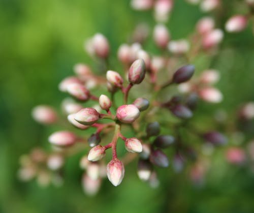 红色和白色植物的选择性聚焦摄影 · 免费素材图片