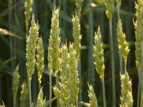 绿小麦 · 免费素材图片