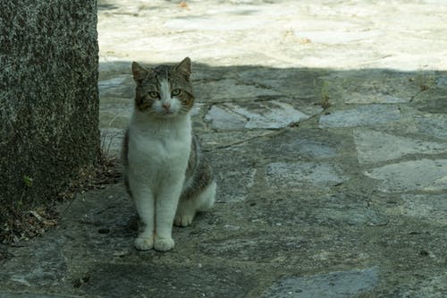 白色和灰色的猫 · 免费素材图片