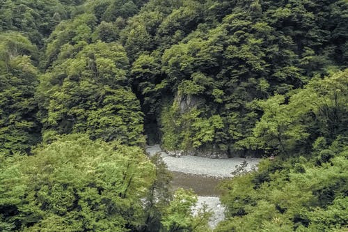 绿树 · 免费素材图片