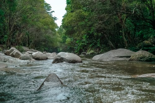 树木之间的河 · 免费素材图片