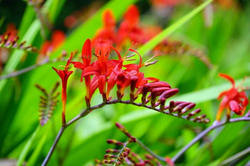 红色花朵浅焦点摄影 · 免费素材图片