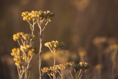 黄色马鞭草bonariensis花选择性聚焦摄影 · 免费素材图片